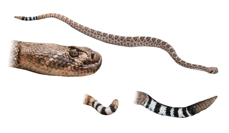 Overview of Snake Diversity