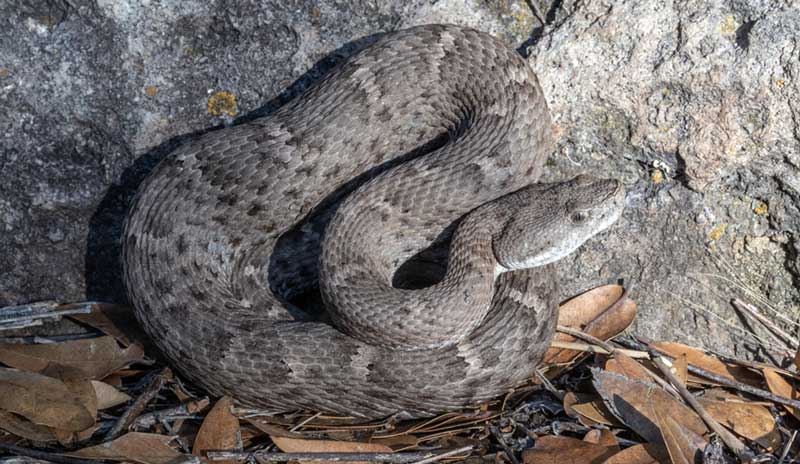 Arizona snake identification: Phoenix, Scottsdale, Tucson and surrounding  areas - Snake Identification