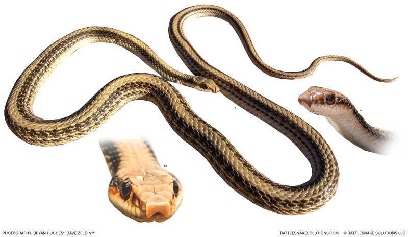 Patternless California Snakes