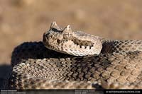 Commonly seen snakes of Arizona: Phoenix, Scottsdale and surrounding ...