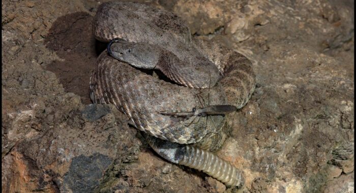 San Lucan Speckled Rattlesnake