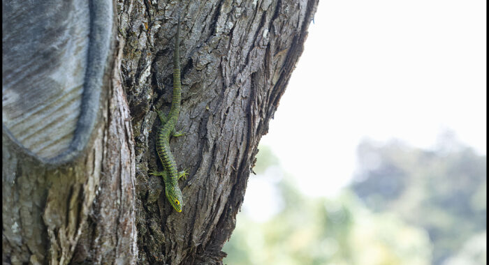 Torre de Guatel Arboreal Alligator Lizard