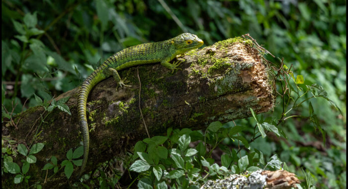 Torre de Guatel Arborial Alligator Lizard