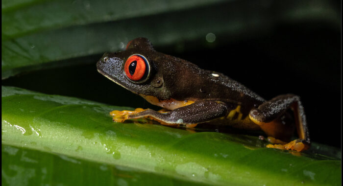 Red Eyed Treefrog in Guatemala