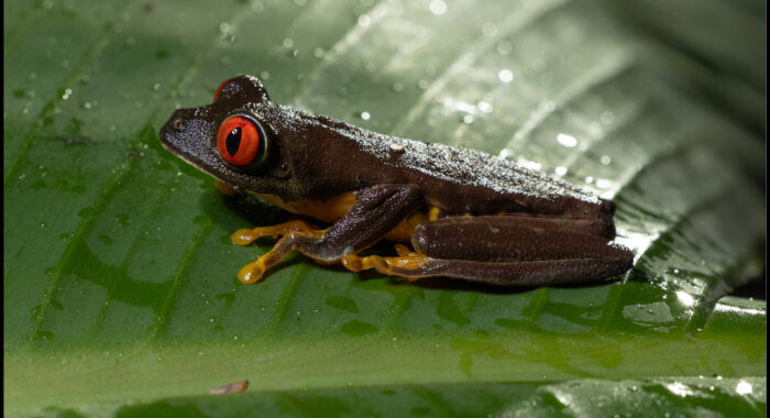 Red Eyed Treefrog from Guatemala