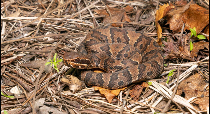 Baby Florida Cottonmouth