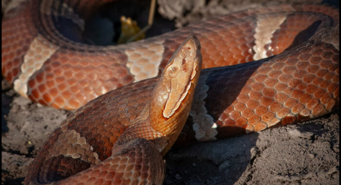 Copperheads in Texas