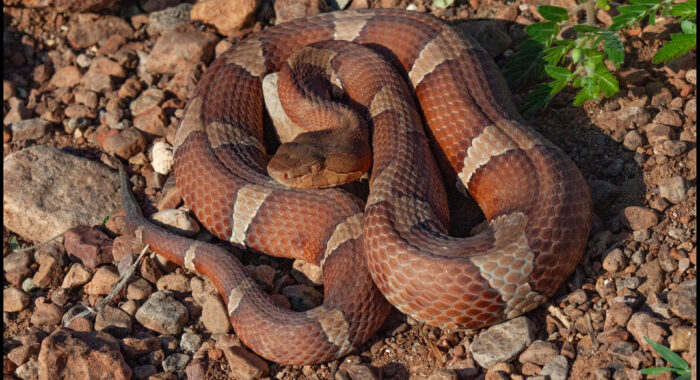 Broad Banded Copperhead