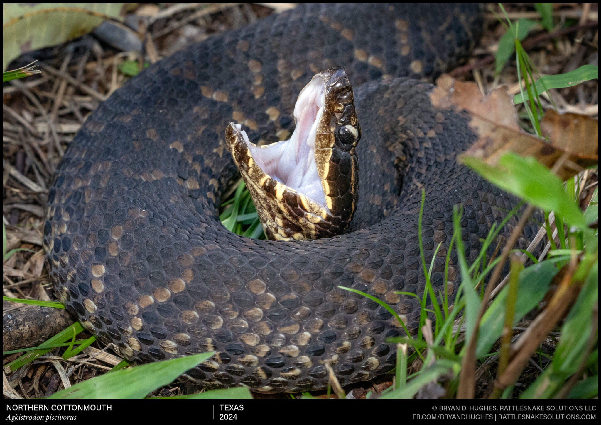 Northern Cottonmouth Defensive Behavior - Field Herper