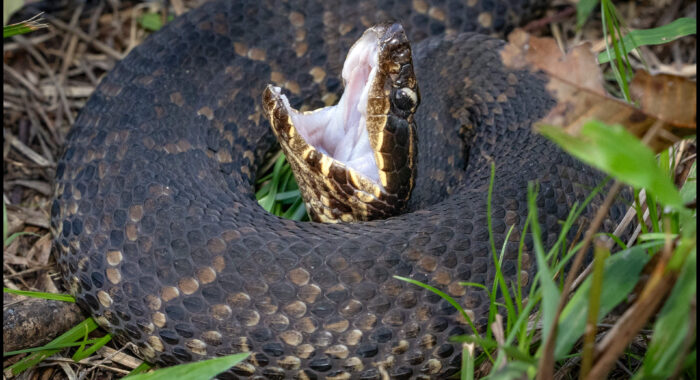 Northern Cottonmouth Defensive Behavior