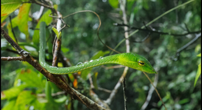 Indian Vinesnake