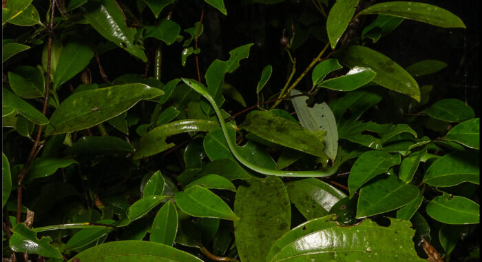 Indian Vinesnake In The Rain