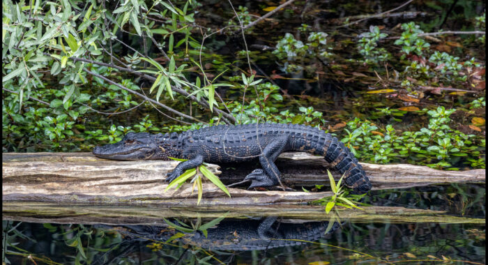 Alligator Basking on a Log in Florida