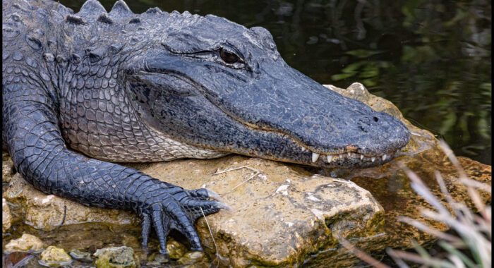 American Alligator in Florida