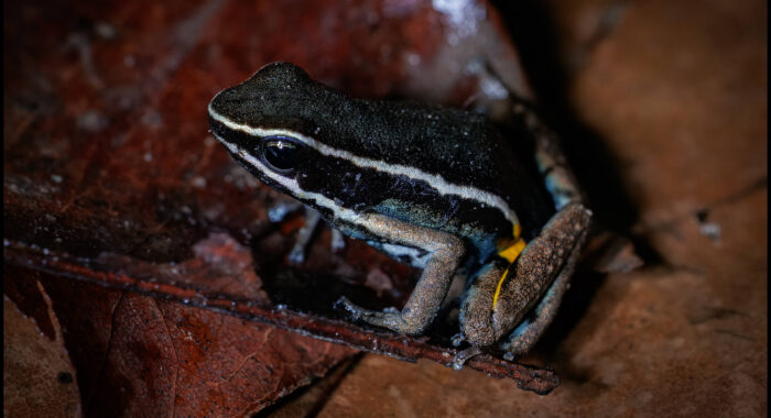 Spotted Thighed Poison Frog