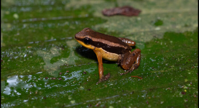 Three Lined Rocket Frog