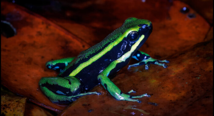 Three Striped Poison Frog
