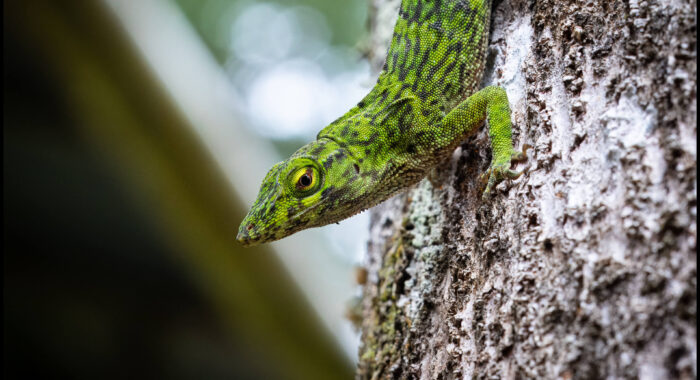 Neotropical Green Anole, Guatemala in 2023