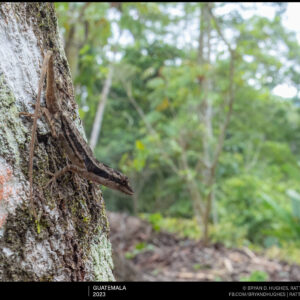 Ghost Anole