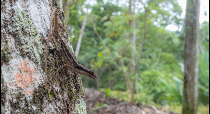 Ghost Anole Ghost Anole