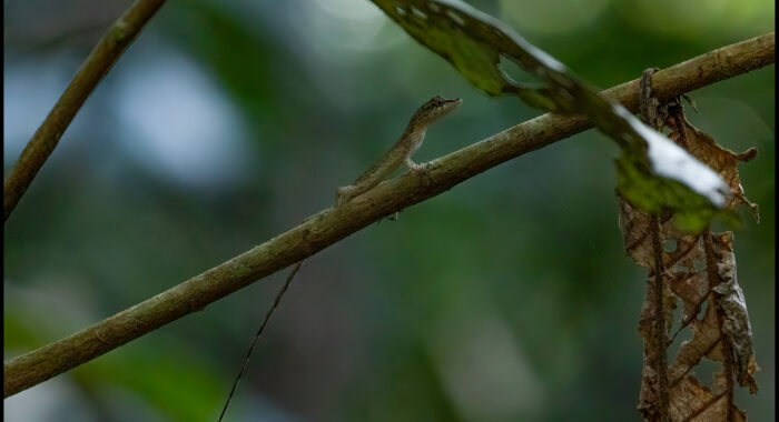 Spotted Anole in Peru