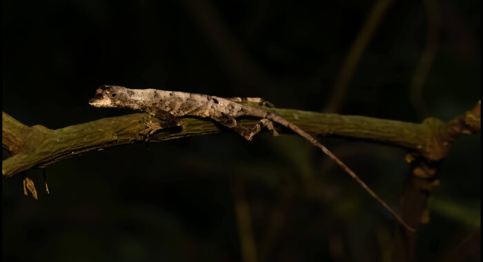 Tanta’s Anole from Peru