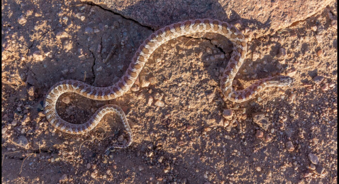 Arizona Glossysnake