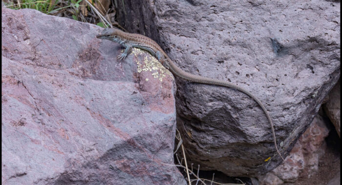Chichuahuan Whiptail