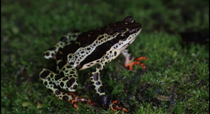 Amazon Harlequin Toad