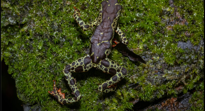 Amazon Harlequin Toad