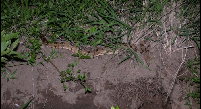 Central American Boa On The Crawl