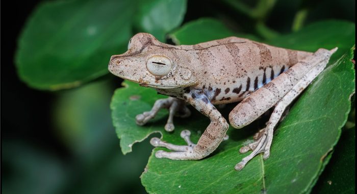 Convict Treefrog in Peru
