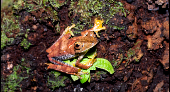 Map Treefrog in Peru