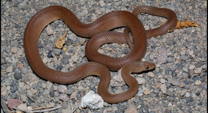 Baja Ratsnake