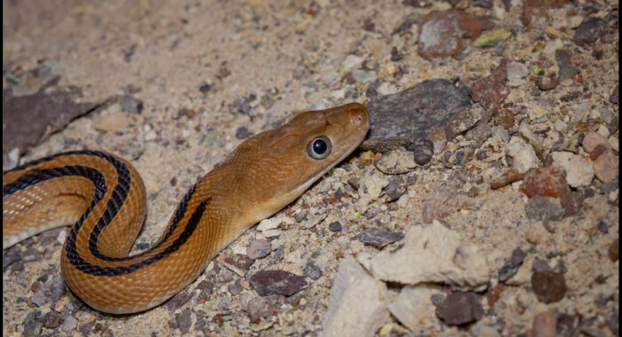 Trans Pecos Ratsnake Face
