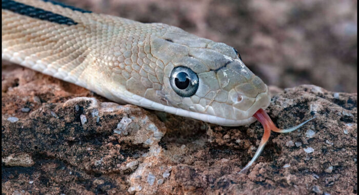 Trans Pecos Ratsnake in South Texas