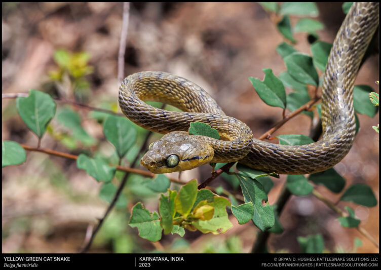 Snake Field Ration Yellow-Green Cat Snake - Field Herper