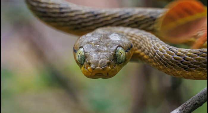 Yellow Green Cat Snake in India