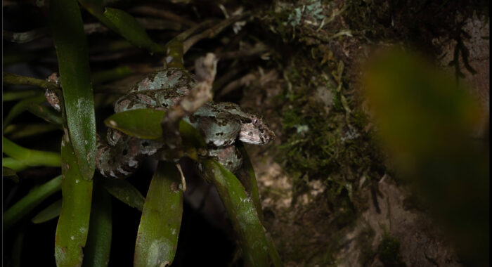 Eyelash Viper in Ambush