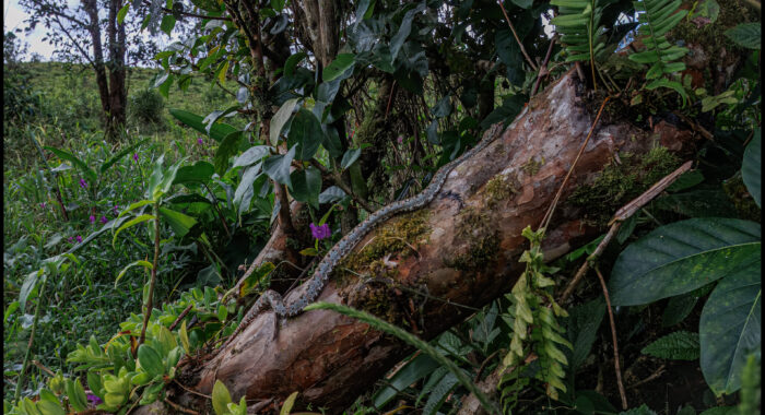 Central American Eyelash Viper