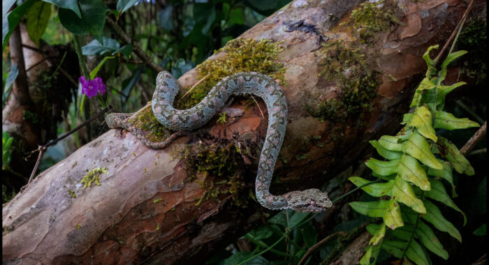 Central American Eyelash Viper