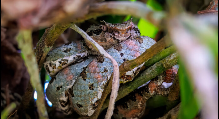 Central American Eyelash Viper