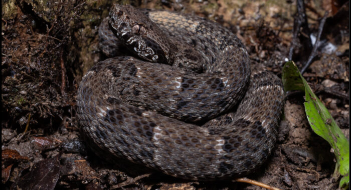 Fer De Lance in the Amazon