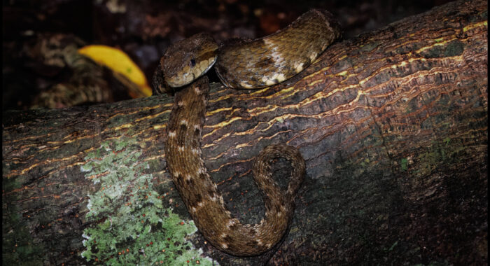 Fer-de-lance On The Trail