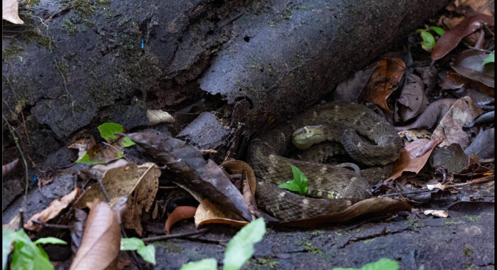 Fer De Lance On The Trail