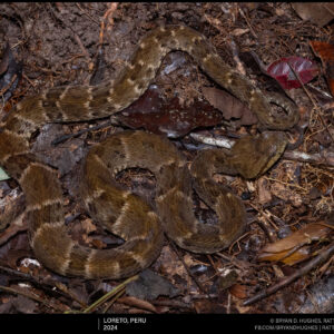 Fer De Lance On The Trail