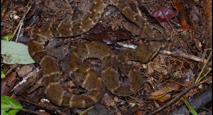 Fer De Lance On The Trail