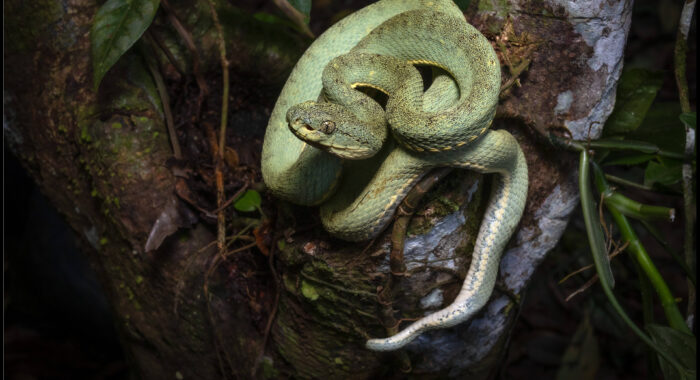 Western Striped Forest Pitviper