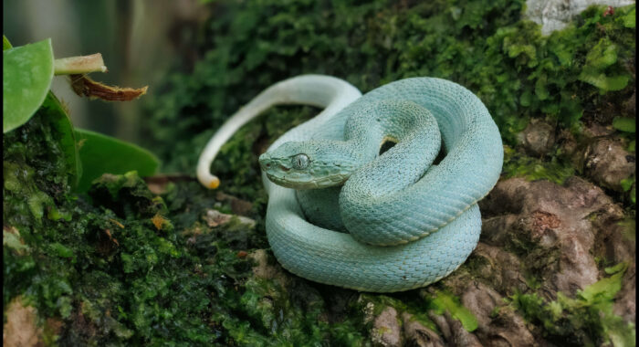 A Tiny Viper in the Amazon