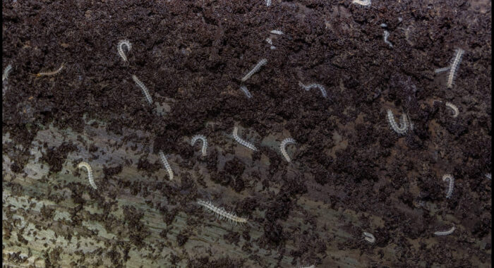 Slovenian Cave Millipedes